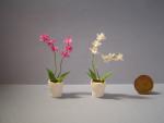 orchidee soort plantje 1:12