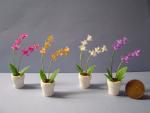 orchideesoort plantjes 1:12